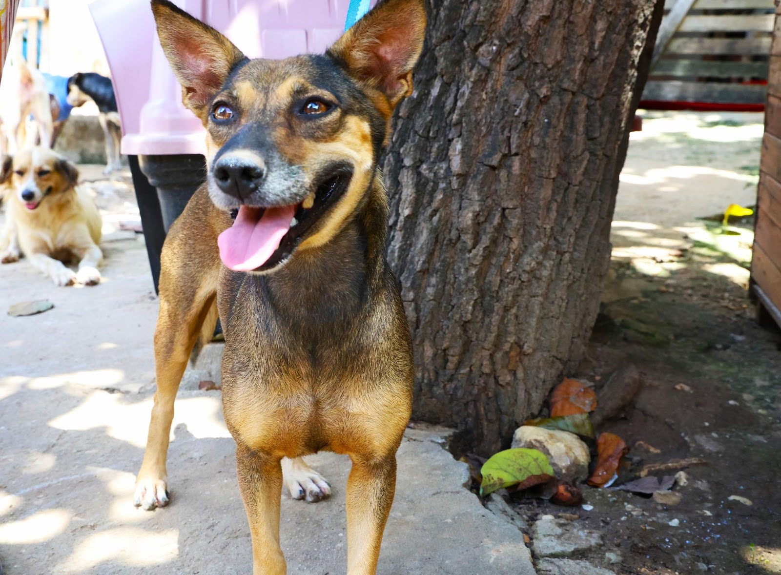 Cadela Princesa