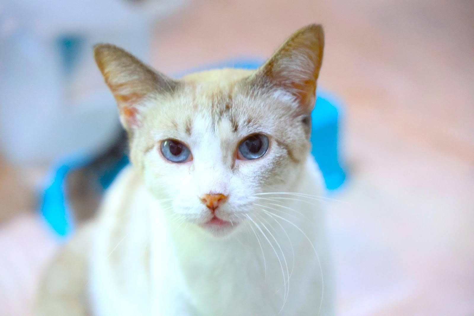 Gata Simone