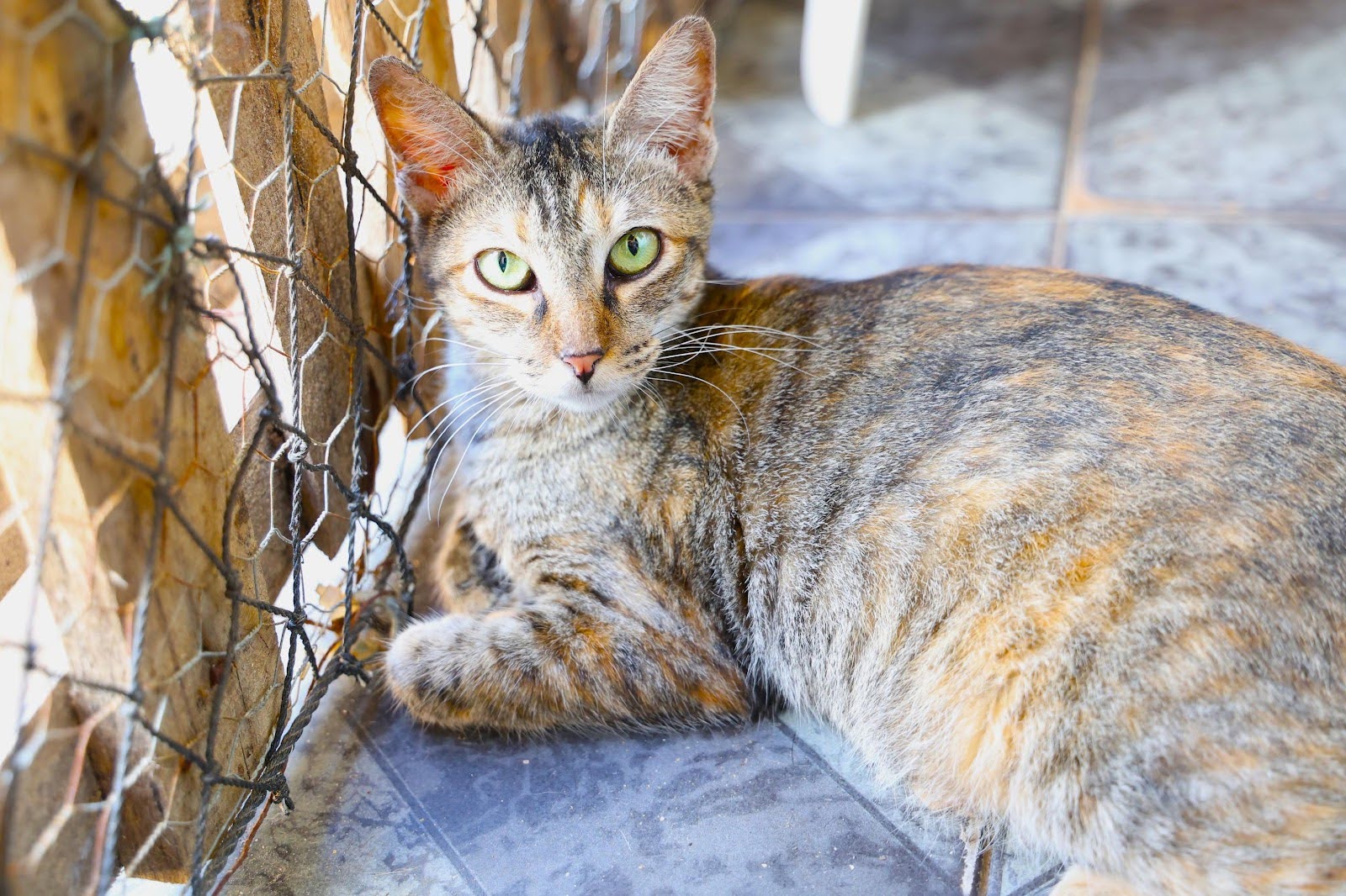 Gata Fida