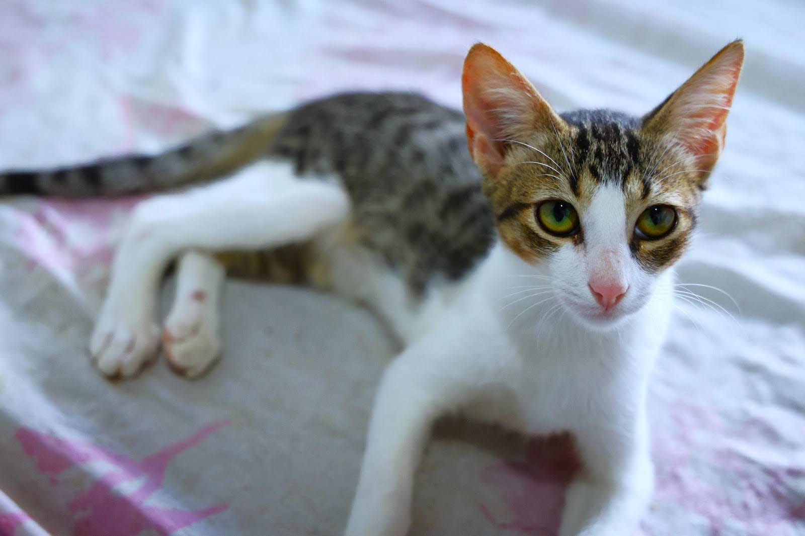 Gato Luiz