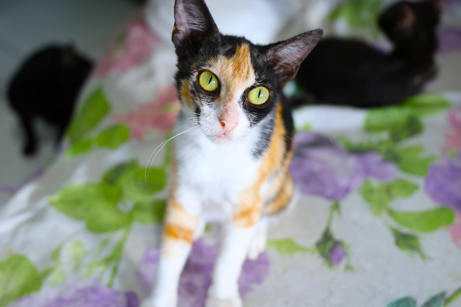 Gata Malevola