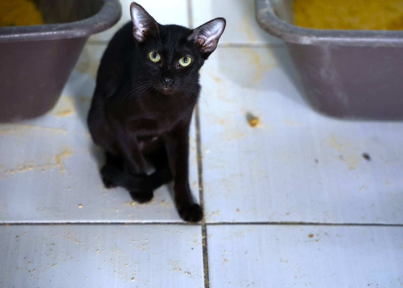 Gata Pan