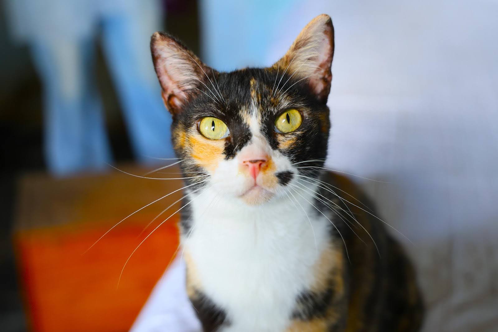 Gata Pintadinha