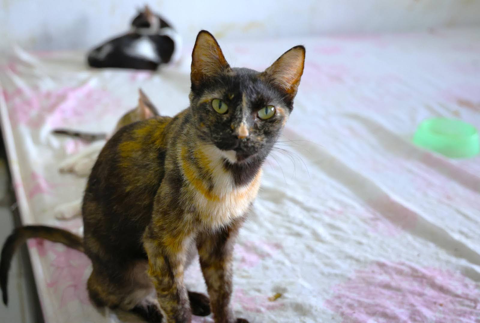 Gata Ravena