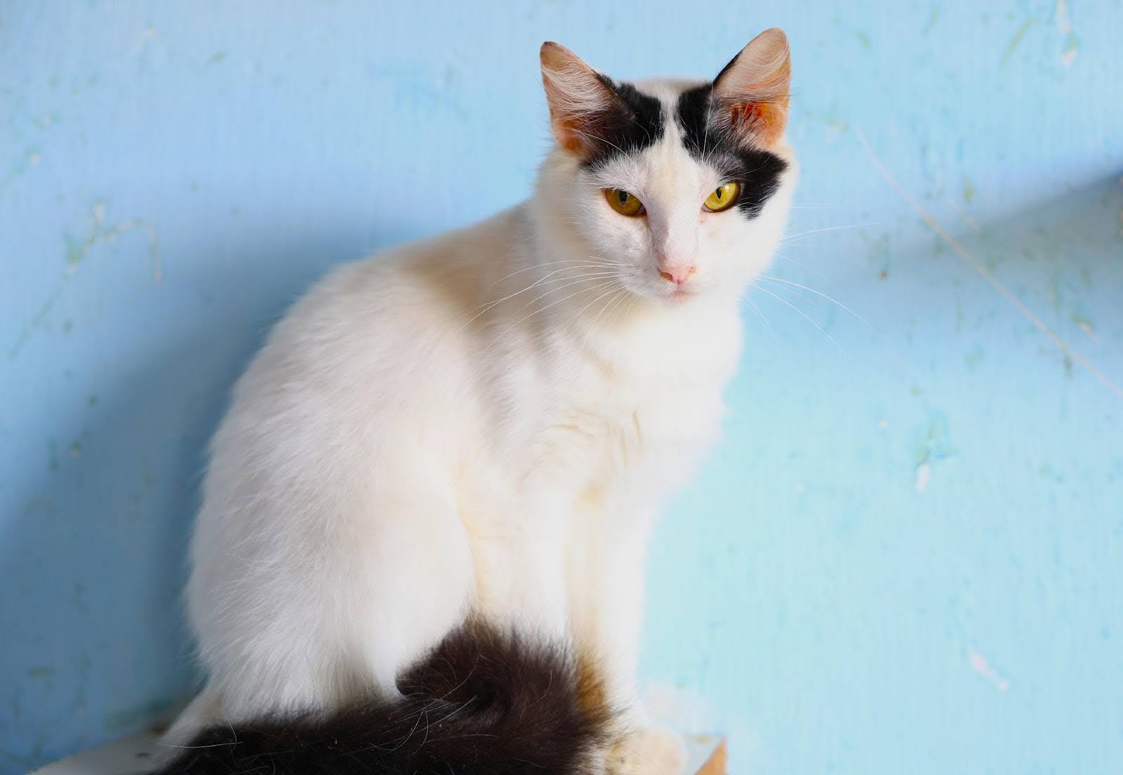 Gata Simone