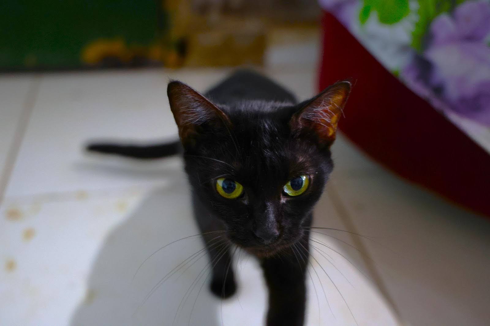 Gata Soneca