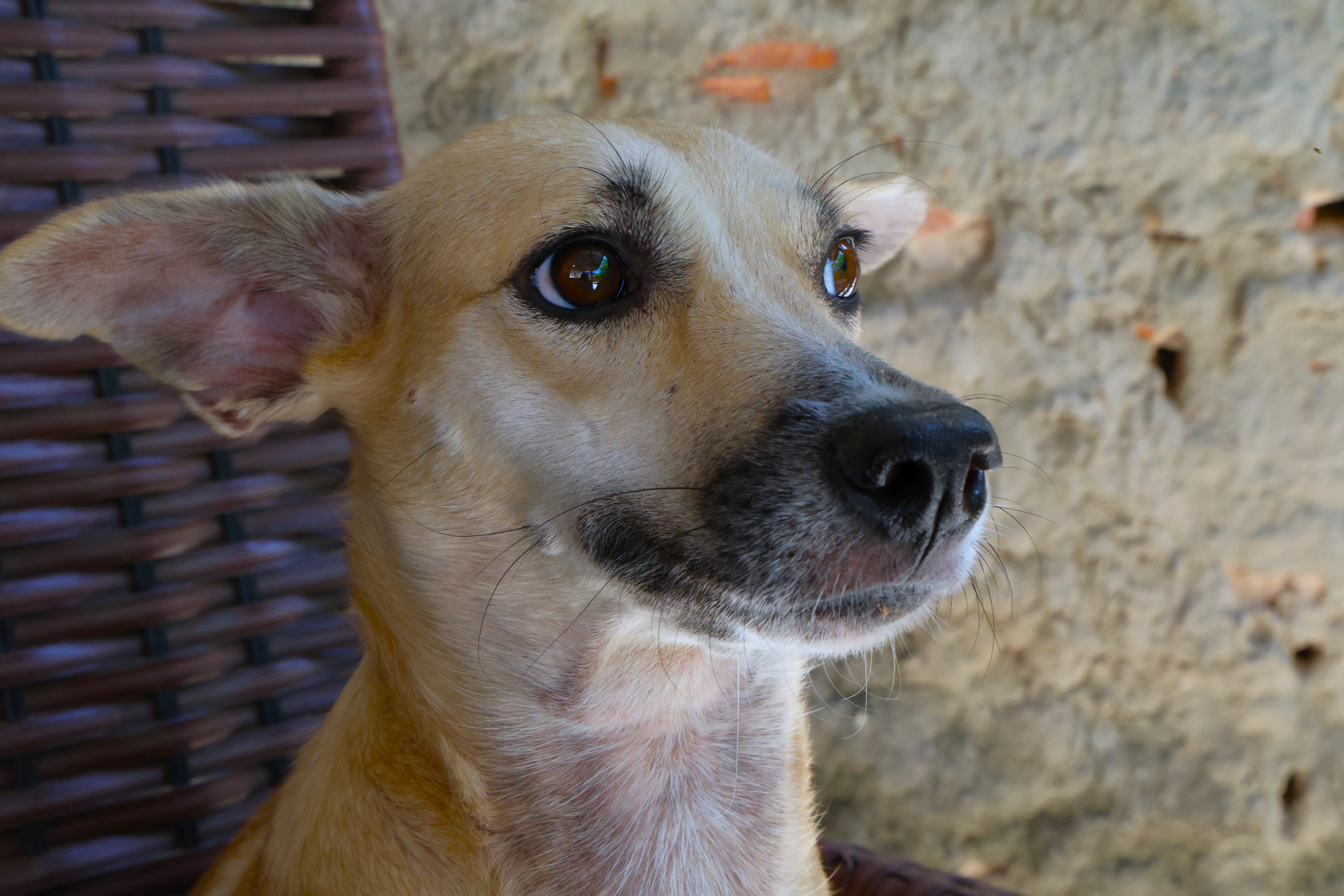 Xuxa