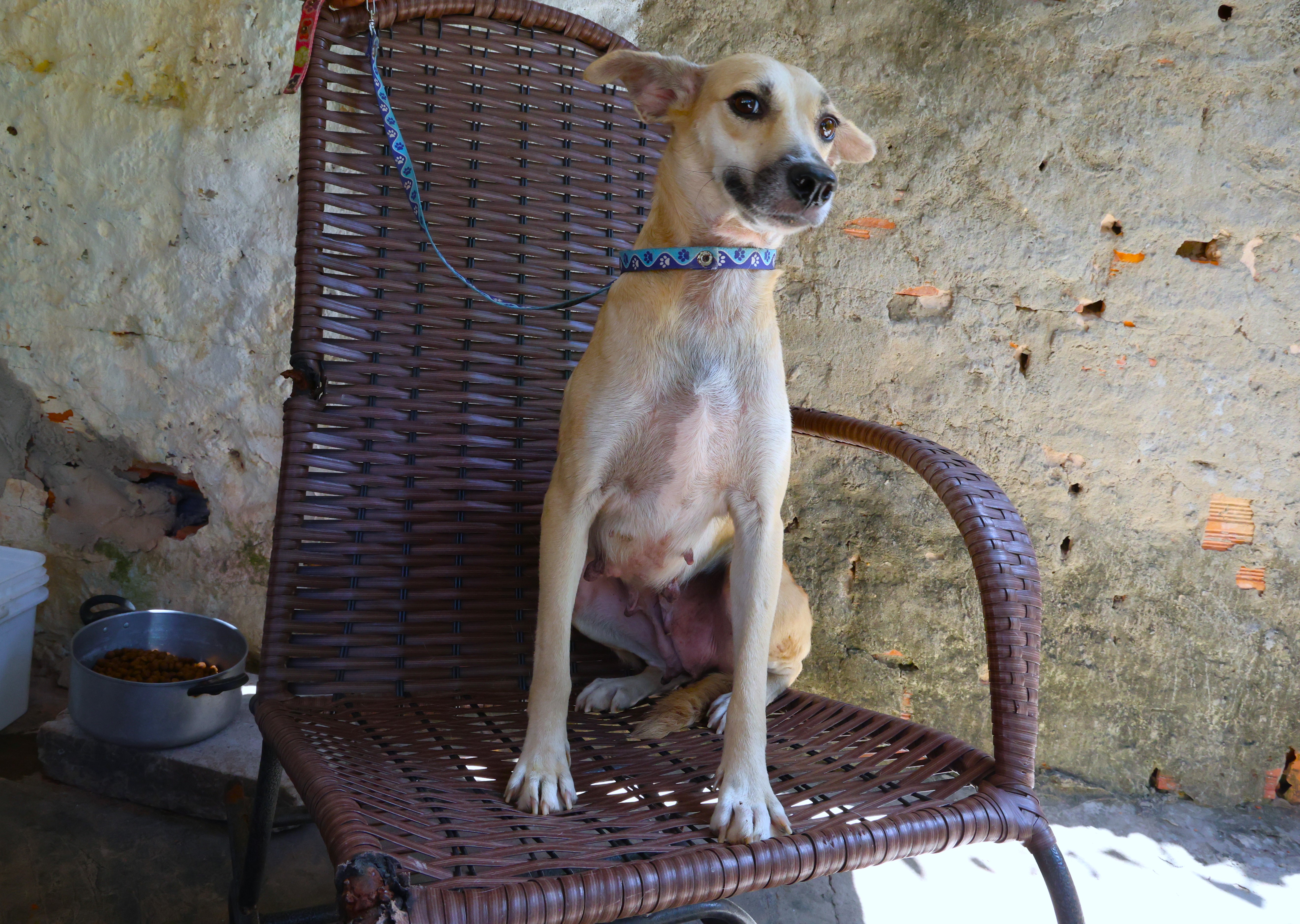 Xuxa