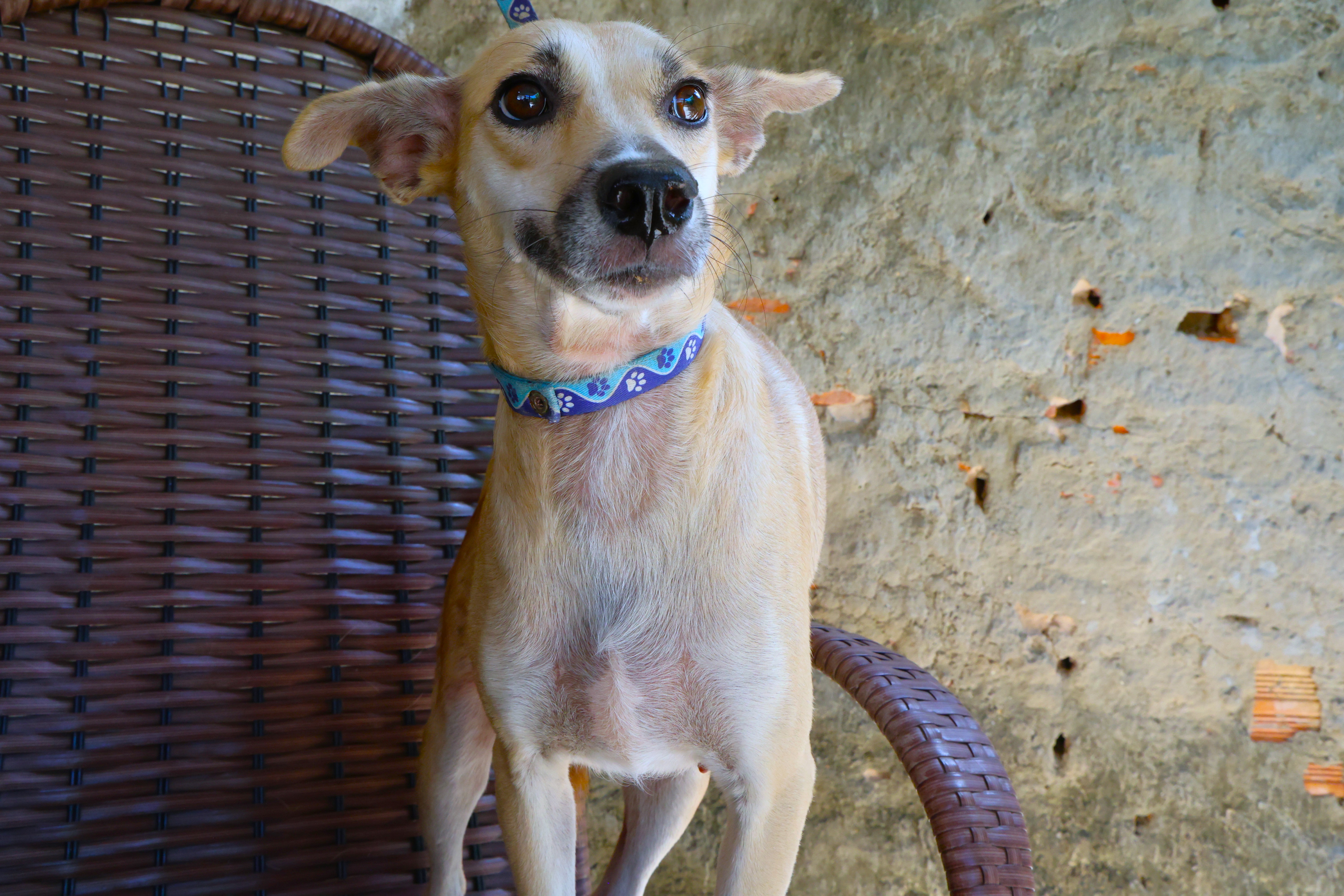 Xuxa