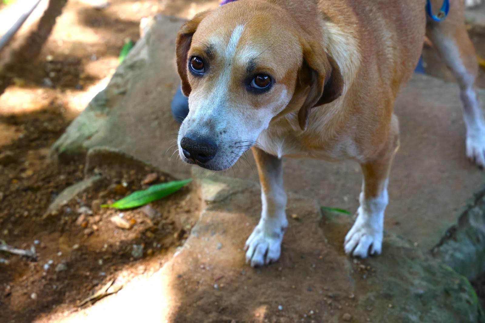 Galega