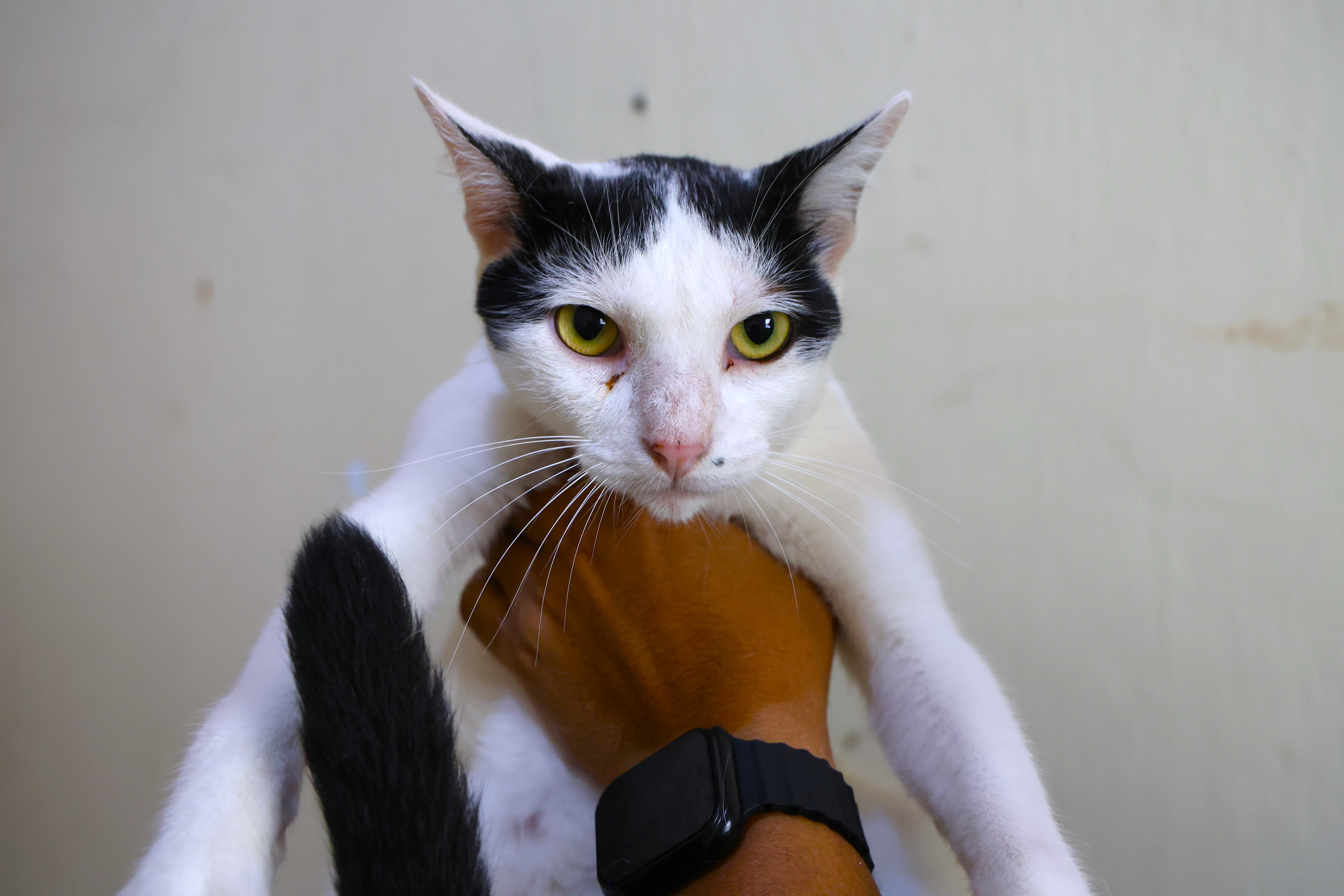 Fofito