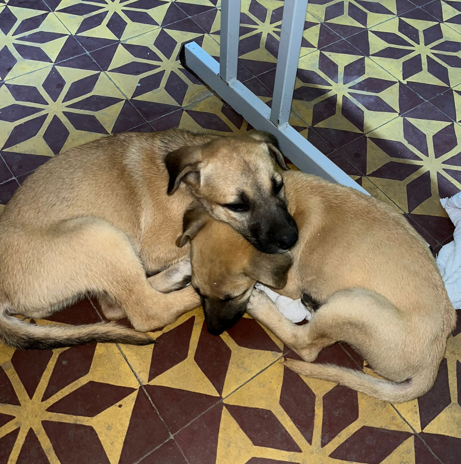 Sandy e Junior
